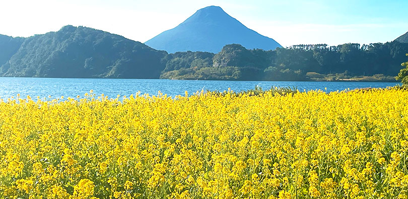 池田湖畔の菜の花畑