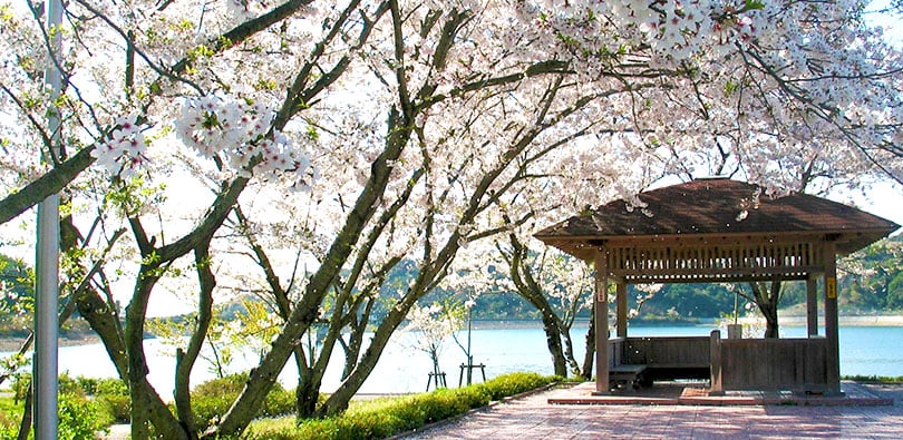 初立池公園の「ソメイヨシノ」