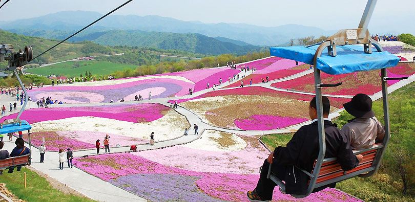 茶臼山高原の芝桜