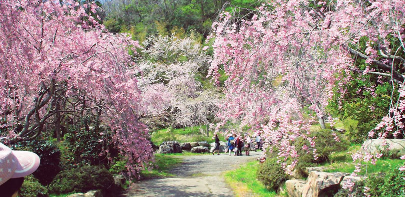 古永建設 しだれ桜園