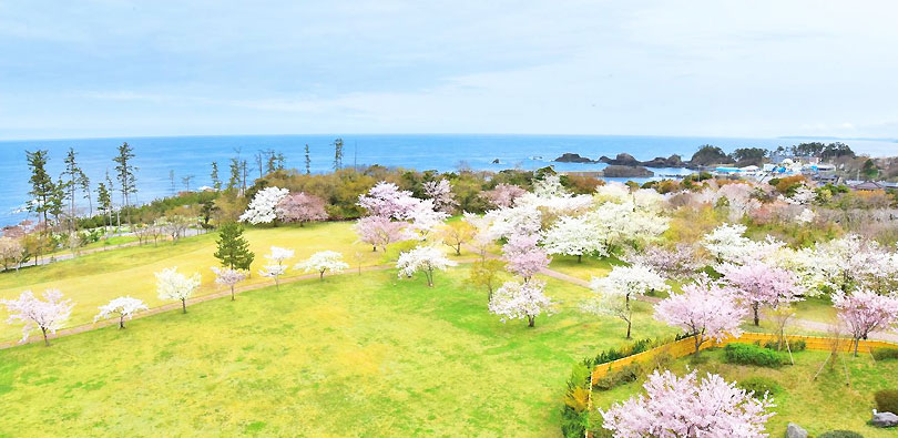 休暇村園地内の桜