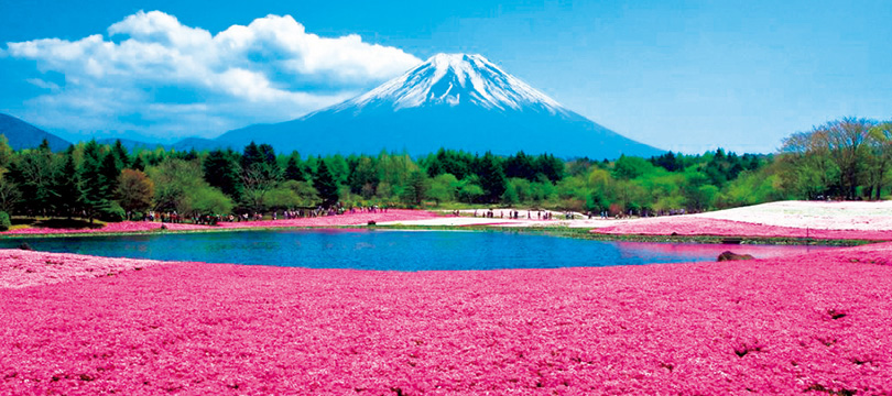 富士本栖湖リゾートの芝桜