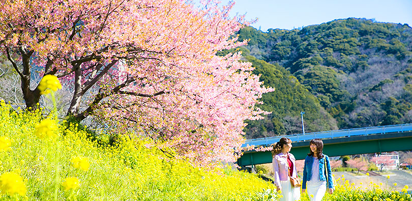 青野川沿いの「みなみの桜」