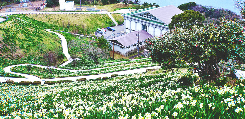越前岬 水仙ランド