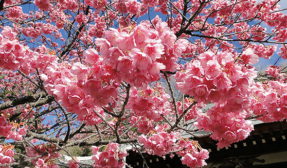 画像:早咲きの土肥桜まつりと西伊豆観光巡り