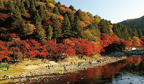 画像:秋の下栗と紅葉と秋の桜と光秀公と岩村ツアー