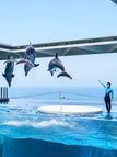 上越市立水族博物館「うみがたり」