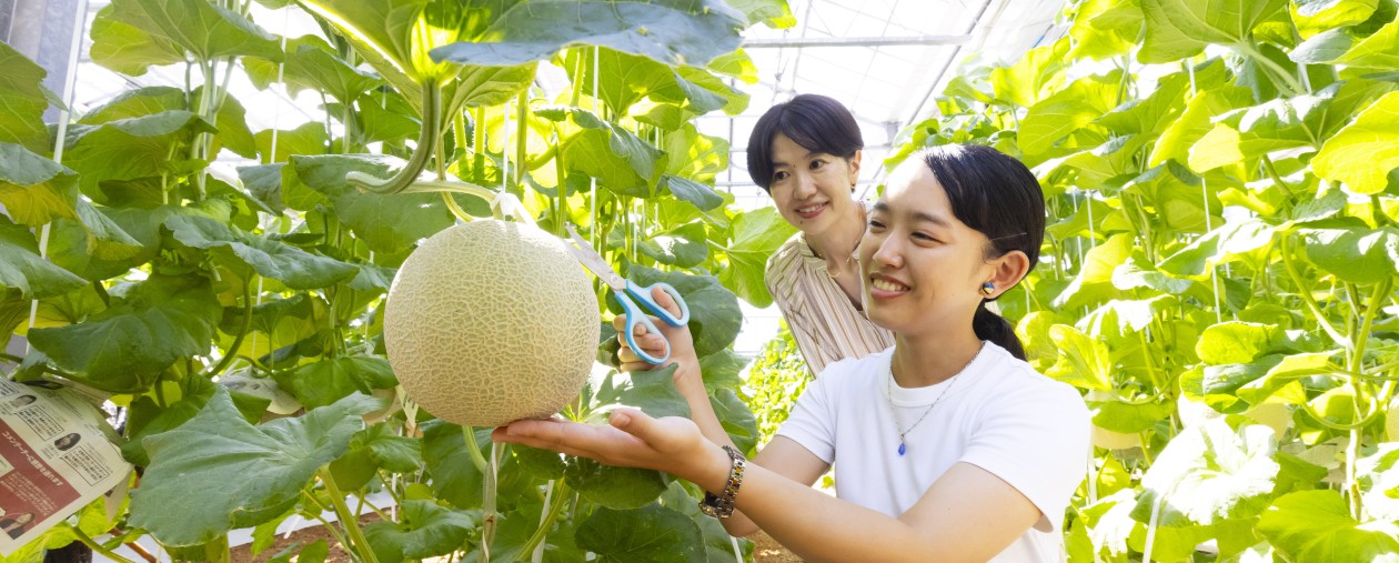 毎日10組限定！　メロン収穫体験付きプラン