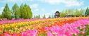 花が咲き誇る高原のまち「世羅高原」