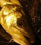 休暇村の近くで釣れる魚