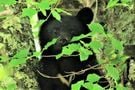 クマ対応とトレッキング