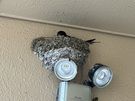 今年もツバメがやってきました🐤
