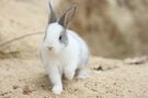 うさぎからみんなへお願い