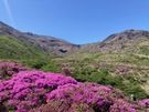 ミヤマキリシマ等の開花状況とオススメ花スポット