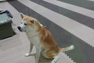 秋田犬たちを間近で見ましょう!!