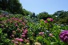 6月はあじさい祭り！あじさいバス毎日運行します！