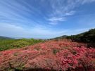 必見！超最新「徳仙丈山」のツツジ開花情報