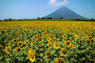 6月限定 開聞岳とひまわり絶景旅