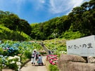 初夏の蒲郡形原温泉【あじさい】