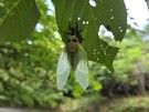 エゾゼミの羽化を目撃しました！