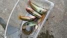 大久野島の釣り事情！！！