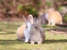 大久野島の秋について