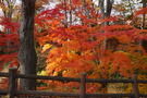 おすすめ紅葉🍁スポット