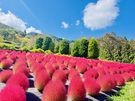 蒜山ハーブガーデンも紅葉に染まってきています♪