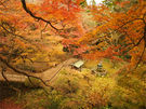 おすすめの紅葉スポット【根香寺】