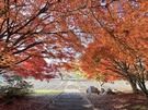 【帝釈峡紅葉情報】最新の紅葉状況をお届け！①