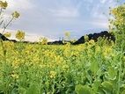 菜の花の咲いています　日野(ひんの)・南伊豆