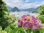 これからが本番！「下田あじさい祭」～見頃は6月中旬から～