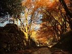 紅葉の織り成すステンドグラス