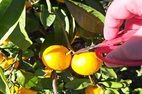 11月みかん狩りツアーまだ予約空きがございます