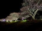 夜桜おすすめです！