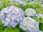 アジサイの花のヒミツ