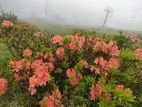 湯ノ丸のレンゲツツジのために