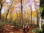 澄んだ空気の中「紅葉のブナ森ウォーキング」を楽しもう！