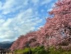 まだまだ募集中！河津・南伊豆の2大桜を巡る旅