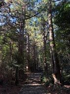 熊野古道「大門坂」