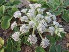 花の広場で