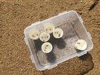 ウミホタル発光観察会に追加情報！　カブトガニ説明会＆放流会