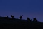 夜のプログラム☆ナイトサファリ夜の野生の鹿に会いに行こう