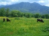 笹ヶ峰高原