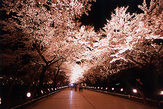 日本三大夜桜「高田城址公園の夜桜」