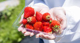 BABY BERRY FARM