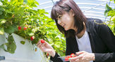 BABY BERRY FARM