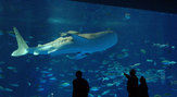 いおワールド　かごしま水族館