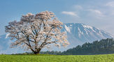 小岩井農場の一本桜