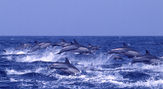クジラウォッチング